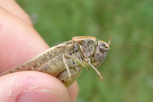 Réf. 327 631 : Platycleis sp.